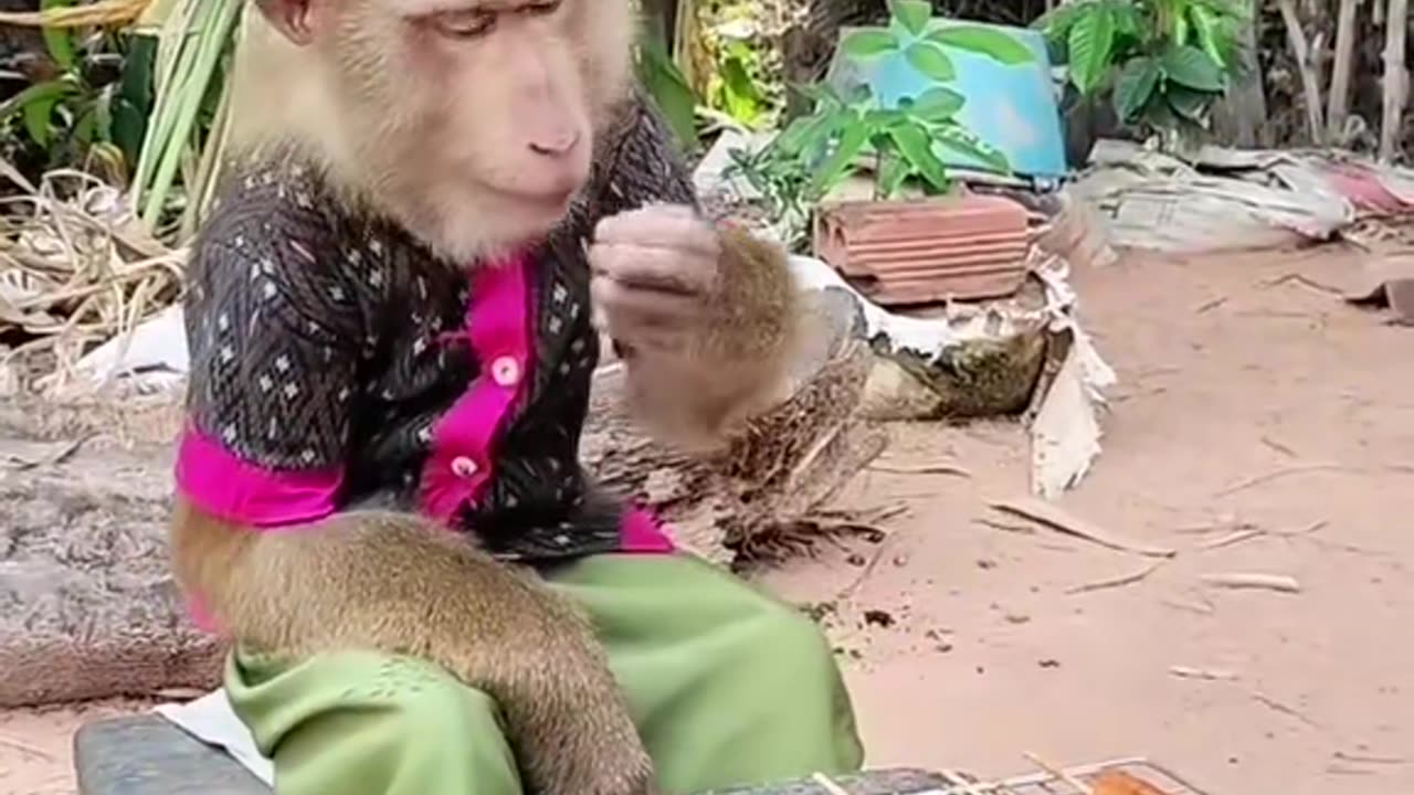 This monkey is so funny! It’s having its own BBQ.