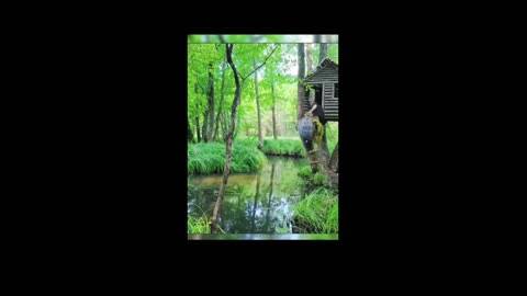 Off Grid Construction- Wildlife
