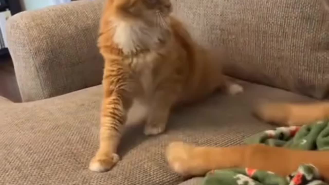 Golden Retriever average day