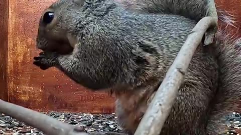 Critter Cam - Possibly the hangriest squirrel on record.