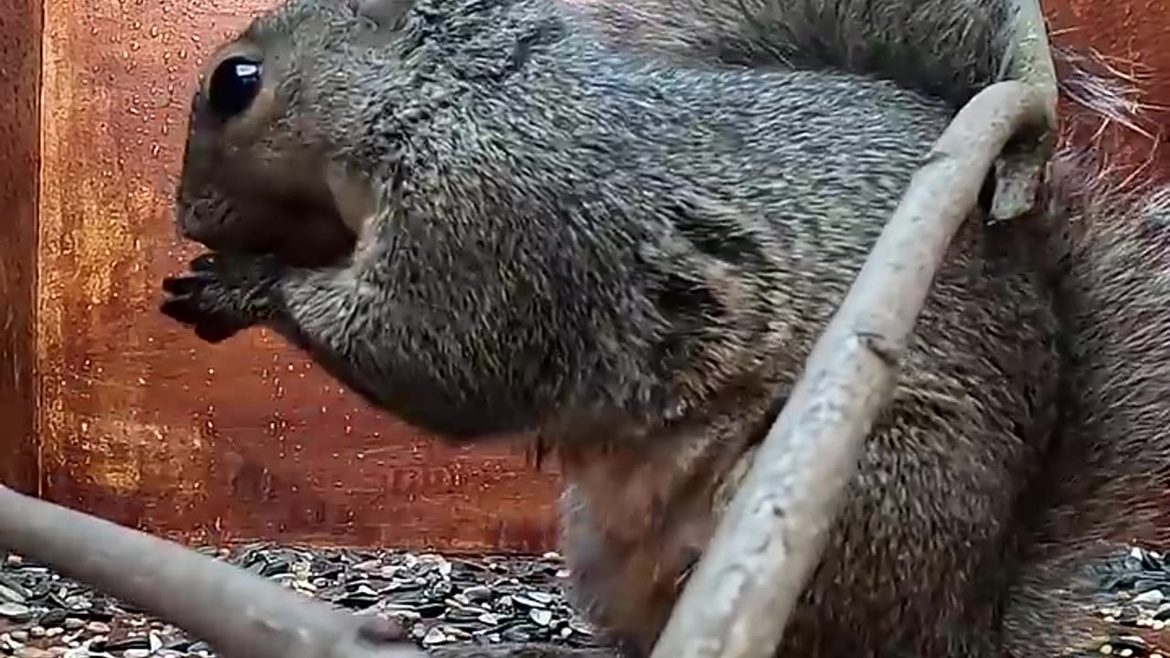 Critter Cam - Possibly the hangriest squirrel on record.
