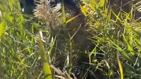 🌾💥 Ukraine Russia War | Ukrainian Farmers Battle Russian UAVs in Aerial Skirmish | RCF