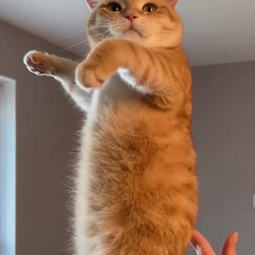 Cat Light Glow Bulb: