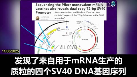 2025.11.08 SV40 is an indirect carcinogen