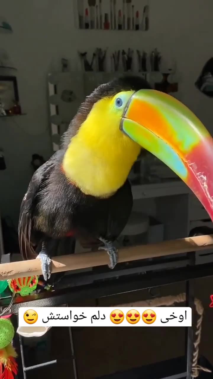 cute bird