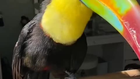 cute bird