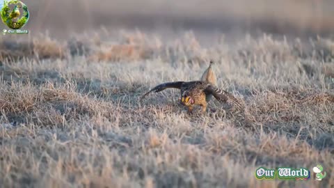 Beautiful Grouse Dancing Bird