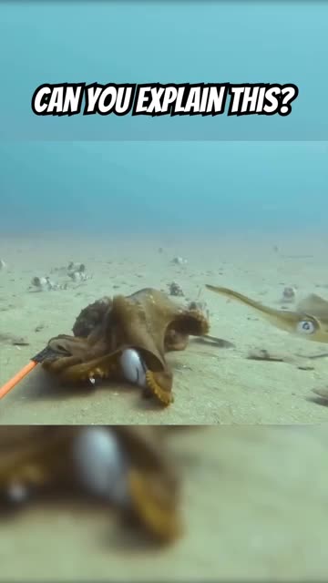 Octopus vs Shark - or is it? #oceanshorts