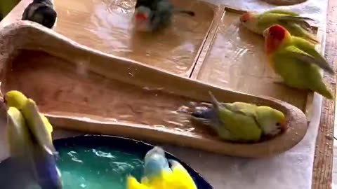 Bird bath! 🛁🦜