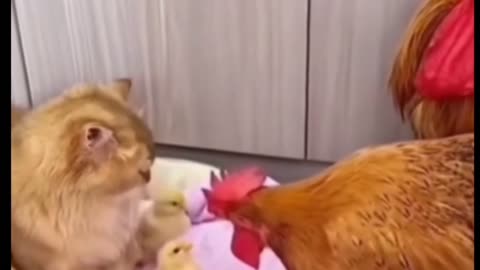 Funny moments of Hen and Cat