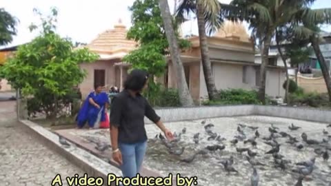 Pigeon Feeding at Jain Temple, Kochi | Sacred Ritual with Nature's Messengers