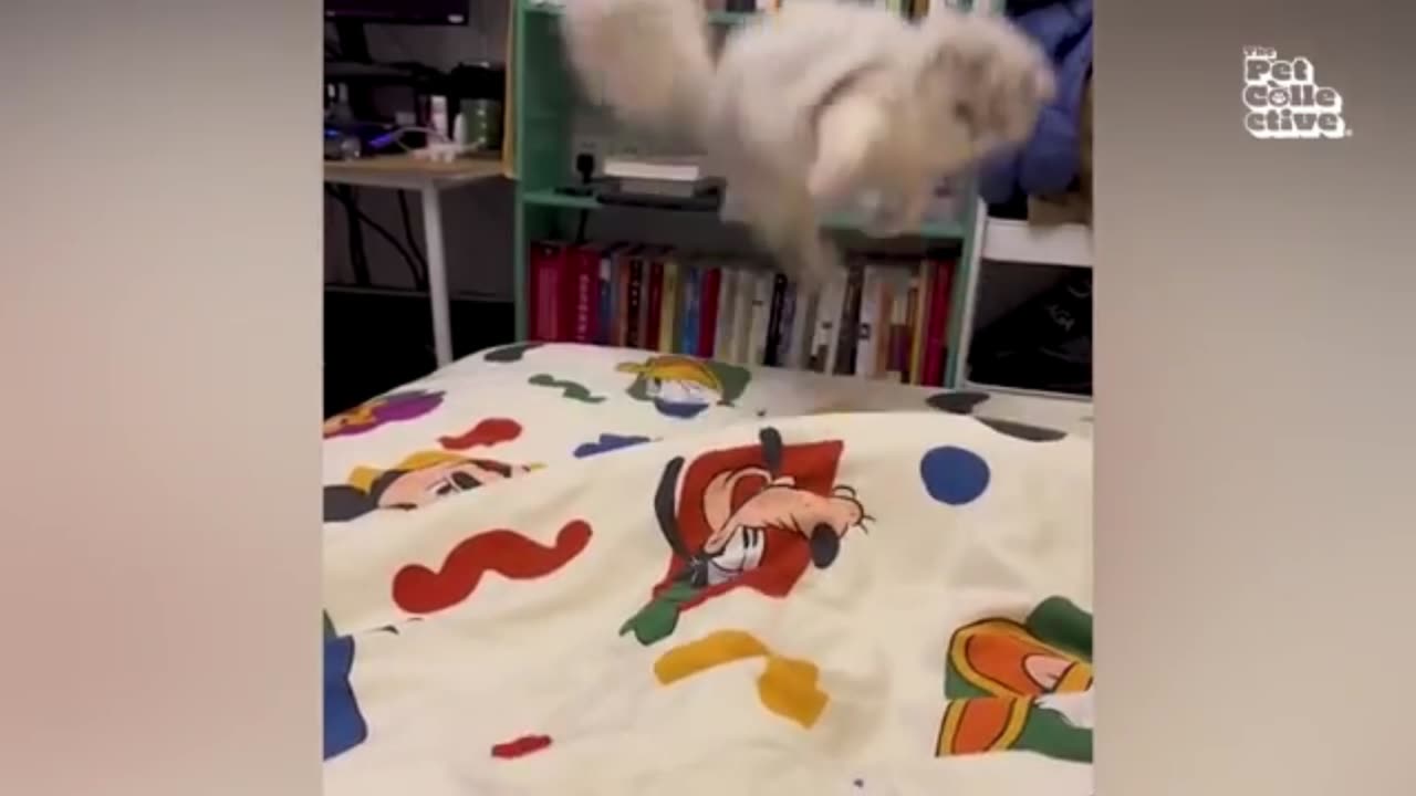 Funny animals video 😂