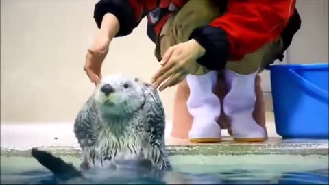 “Funny Pets Caught on Camera 🎥🐾 | Seal Shorts”