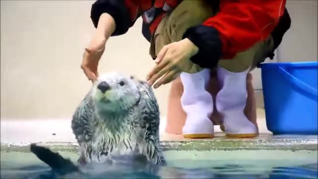“Funny Pets Caught on Camera 🎥🐾 | Seal Shorts”