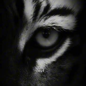 Lion most Motivational videos Sigma