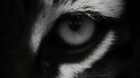 Lion most Motivational videos Sigma