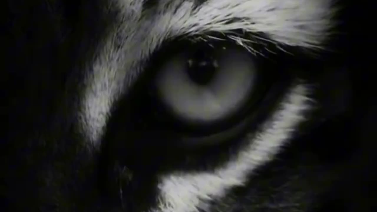 Lion most Motivational videos Sigma