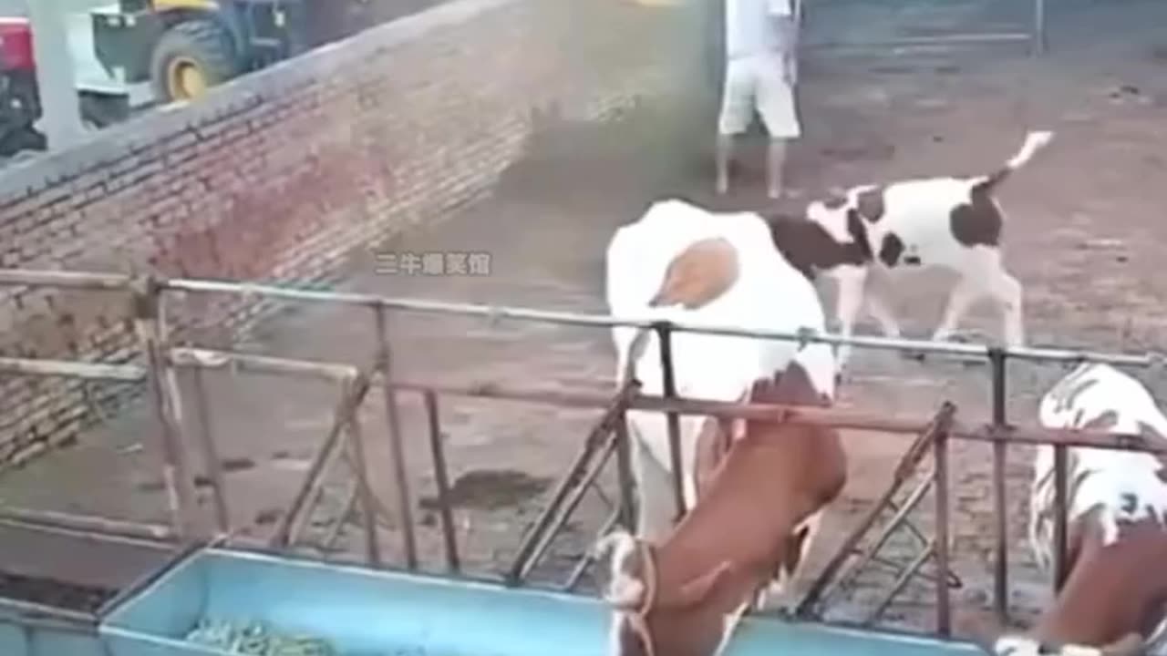 funny moments of crazy cows