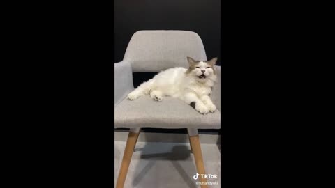 Funny animal videos 2023 - Funny cats/dogs - Funny animals -Part82/Haypyy Pett