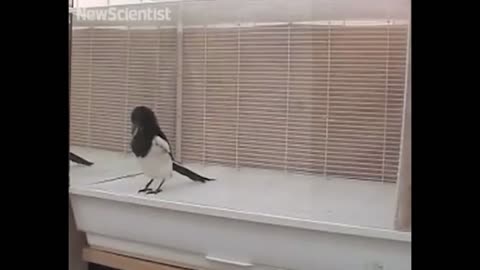 Animal Mirror Reactions 🐶🐒 | You Won’t Believe Their Faces 😍🤣