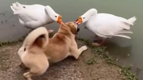 Puppy Dog Dragged In Water For Bath - FunkyPets4u