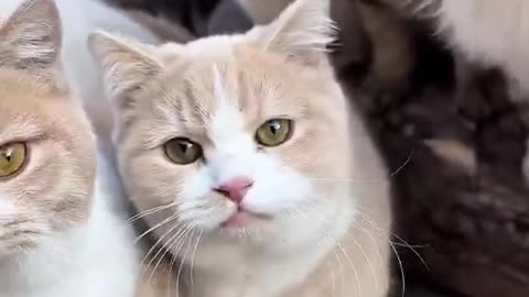 Cute 🥰