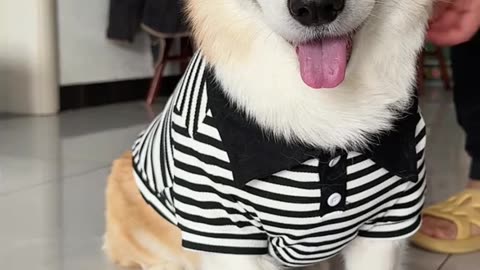 Funny Dog Videos