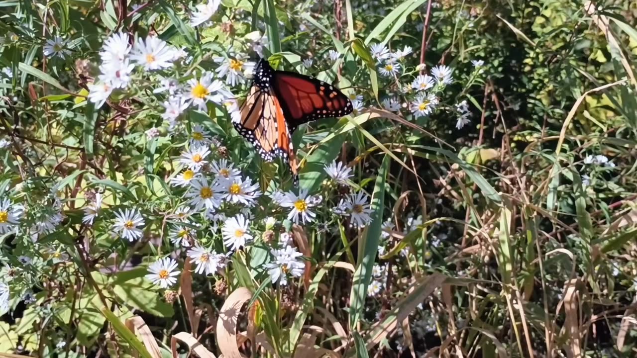 Monarch Butterfly Caterpillar