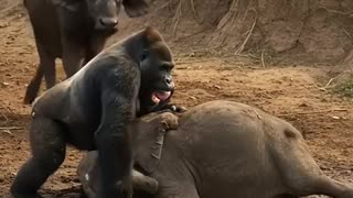 Amazing: Gorilla and Elephant near the river #wildlife #animals #wildanimals #do