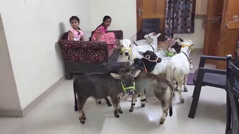 Pure Miniature Cow