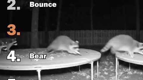 Ranking Best Animals On Trampoline Moments