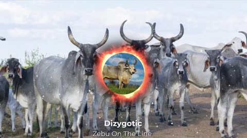 Dizygotic - Zebu On The Line