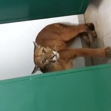 Puma!