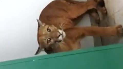 Puma!