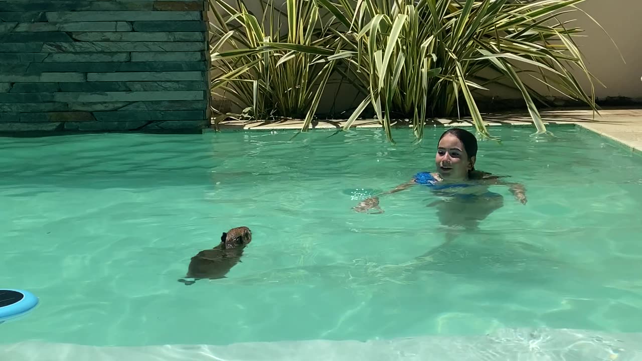 Capybara Swims in Pool