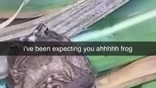 😂🐶 This Dog's Business Talk is Hilarious! | FunFM