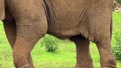 🤯✨ The Oldest Elephant in the World Passed Away at 109! | FeedMyCuriosity