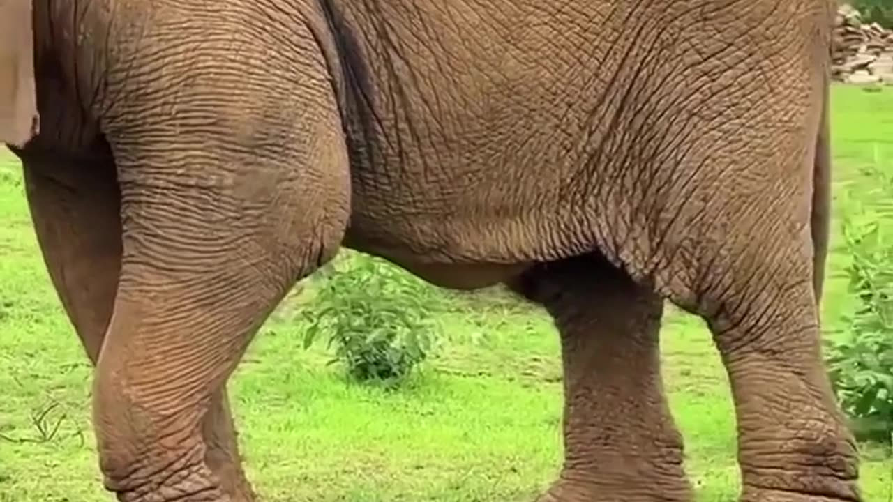 🤯✨ The Oldest Elephant in the World Passed Away at 109! | FeedMyCuriosity