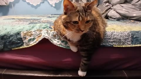 Adorable Cat's Perfect Bedside Relaxation