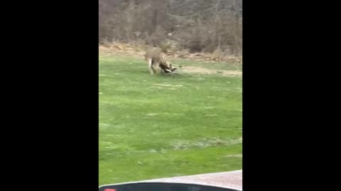 Backyard Battle of the Big Bucks - Backyard Trail Cams Wadsworth Ohio