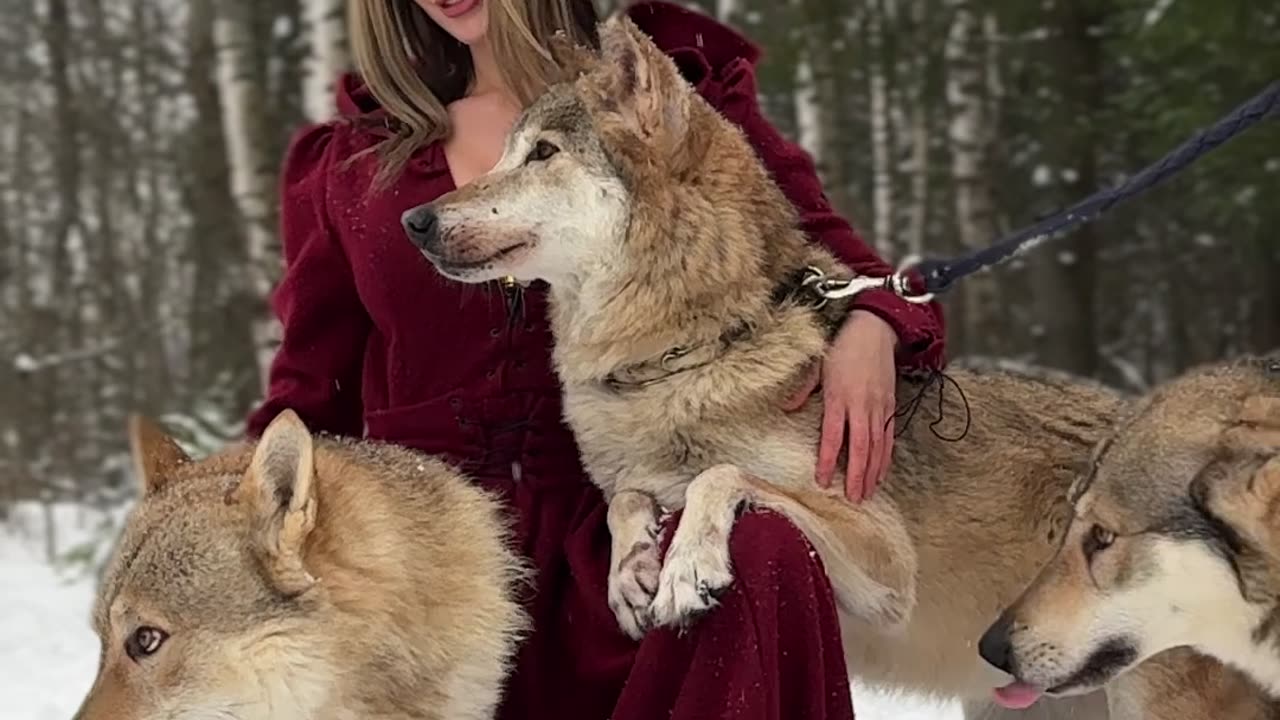 Wolf Gets Licky At Riding Hood Photoshoot