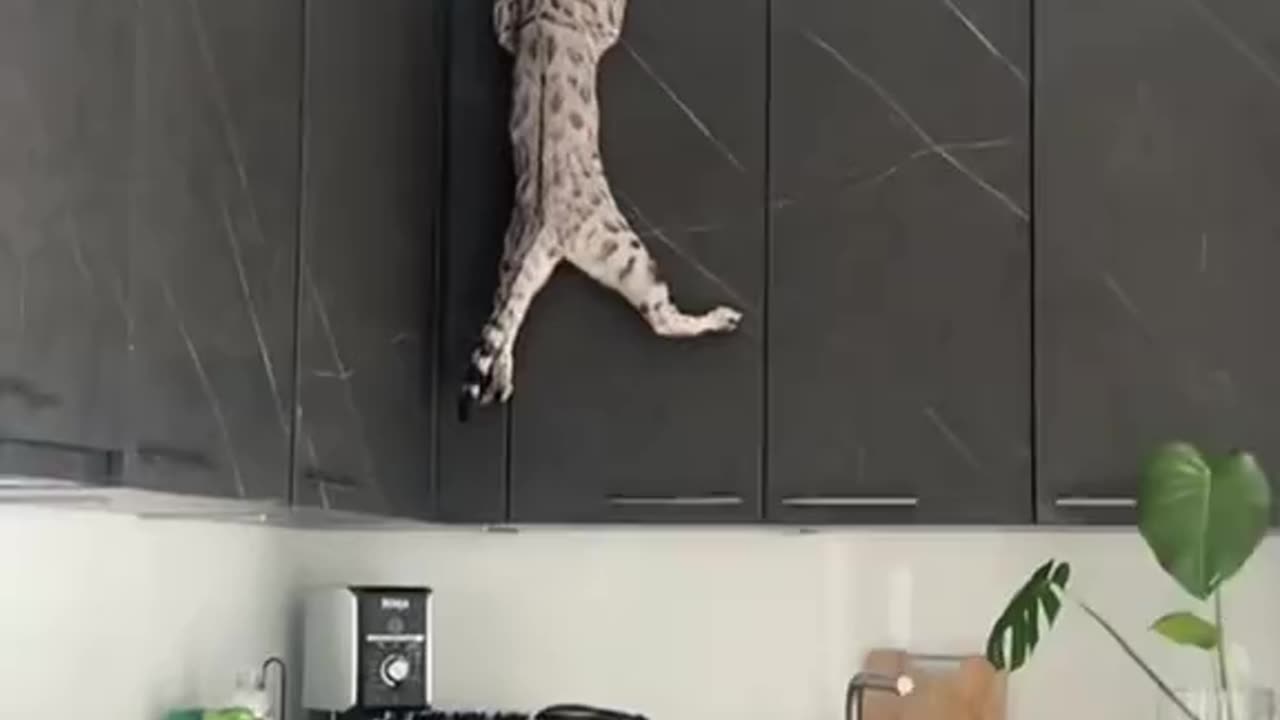 Funny moment with cats