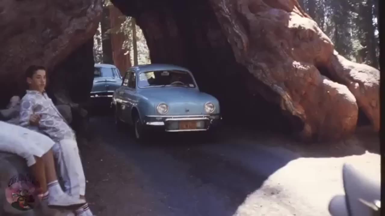 Why Did They Cut Down The Ancient Giant Trees?