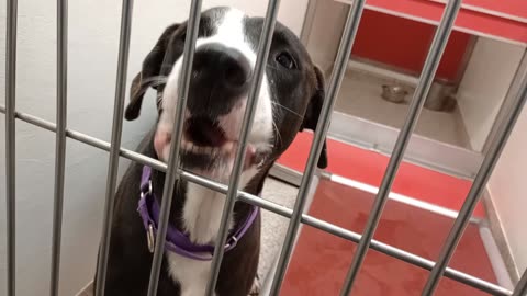 Harley 3y A872192 kennel 167 PACC shelter gave him chew toy, he's more interested in food20251022957