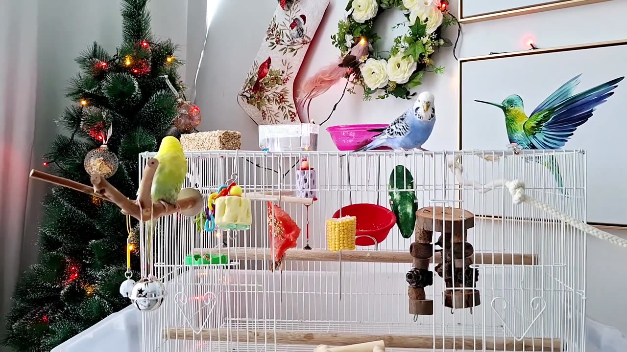 HD parrot video viral beauty famous usa