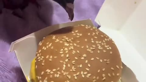 How the hair transplant procedure works 🤣