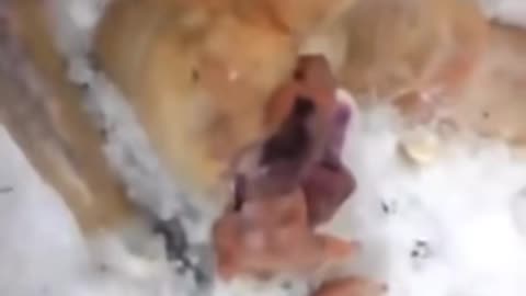 😱👻 You Won't Believe What This Windigo Captured on Camera! | TheHauntingHour