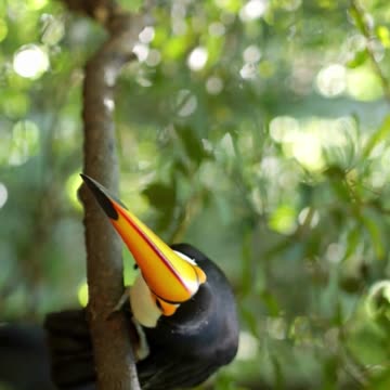 Toucans Birds #shorts #wildlife #nature #birds