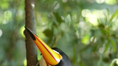 Toucans Birds #shorts #wildlife #nature #birds