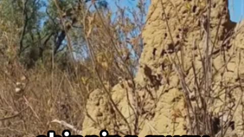 Termites Your Home's Silent Invaders